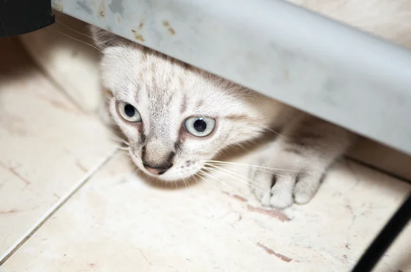 Pequeño gato — Foto de Stock