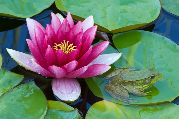 Water Lily and Frog — Stock Photo, Image