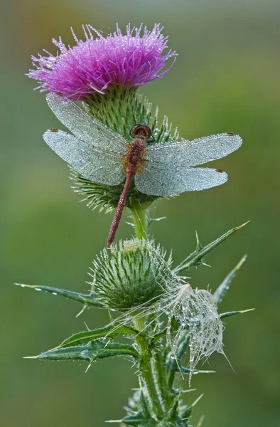 Dagg täckt dragonfly — Stockfoto
