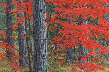 Autumn Maple and Pines clipart