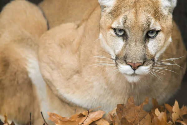 Portret Mountain lion — Zdjęcie stockowe