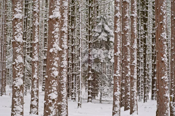 Winter, Pine Forest — Stock Photo, Image