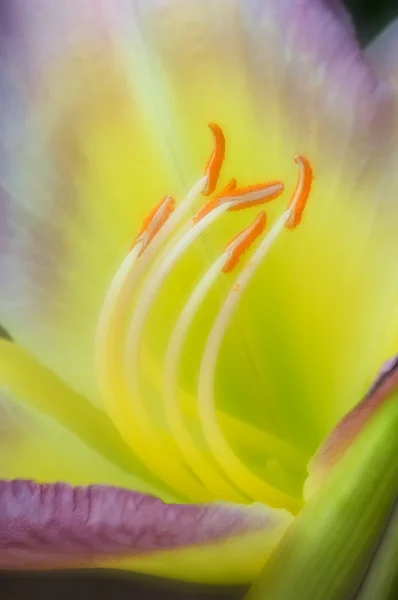 Dag lily met meeldraden — Stockfoto