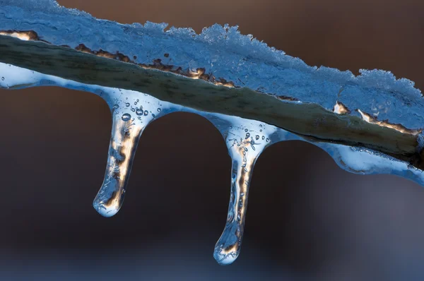 Icicles on Grass Stem — Stock Photo, Image
