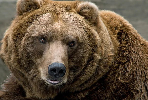 熊の茶色 ロイヤリティフリーのストック画像