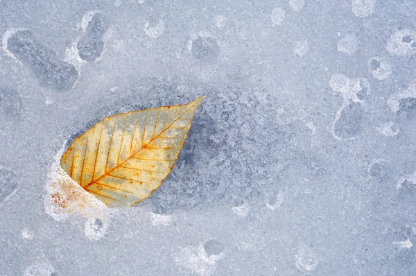 Leaf in Ice — Stock Photo, Image