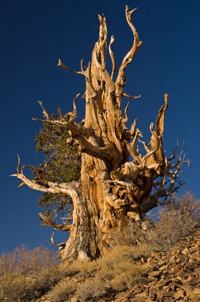 Bristlecone çam