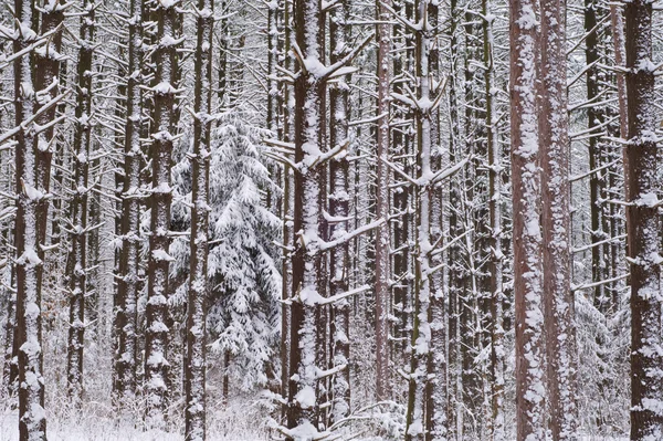 Winter, Pine Forest — Stock Photo, Image