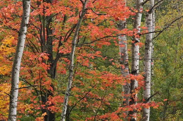 Bosque de otoño —  Fotos de Stock