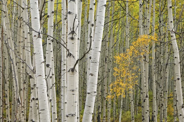 Jesień las osika — Zdjęcie stockowe