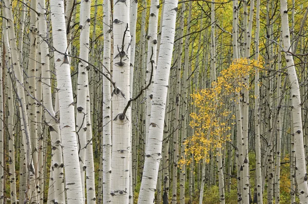 Herfst aspen bos — Stockfoto