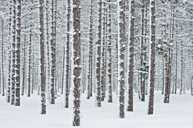 Winter, Pine Forest clipart