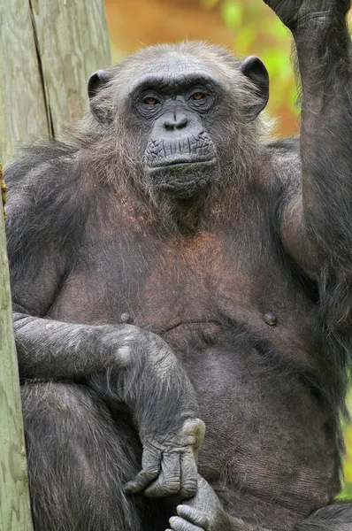 Chimpansee portret — Stockfoto