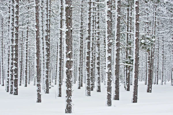 Téli, fenyves erdő — Stock Fotó