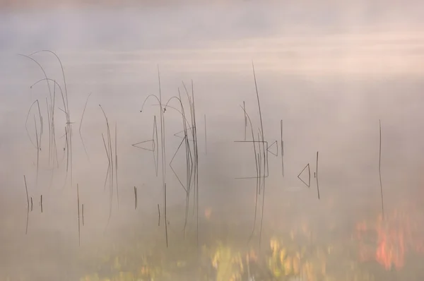 Reeds and Fog at Sunrise — Stock Photo, Image