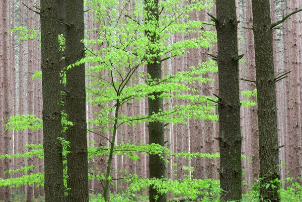 Tavaszi, fenyves erdő — Stock Fotó