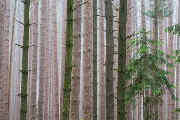 Primavera, bosque de pinos — Foto de Stock