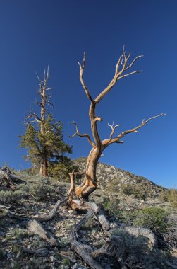 Bristlecone çamları