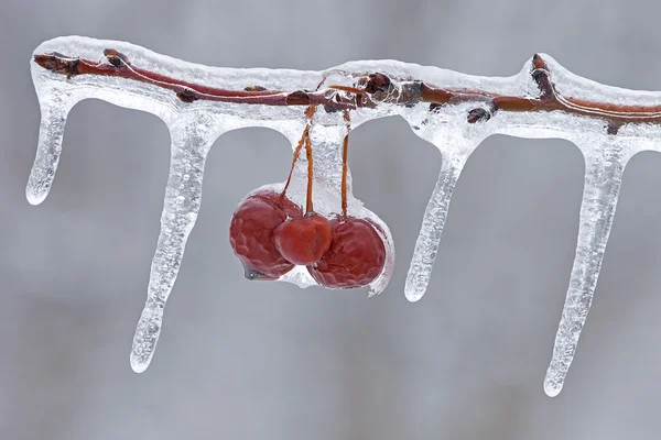 Icicles and Crab Apples — Stock Photo, Image