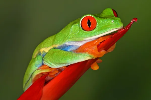 Roodoogboomkikker — Stockfoto