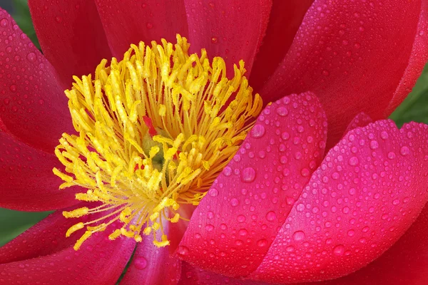 Peonia rossa con gocce di pioggia — Foto Stock