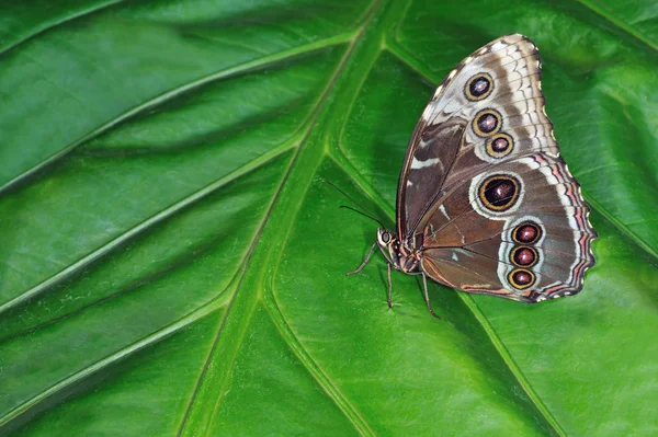 Обыкновенная синяя морфо-бабочка — стоковое фото