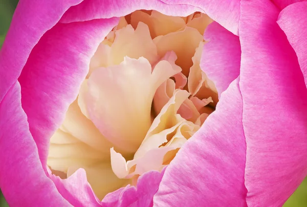 Roze pioen — Stockfoto