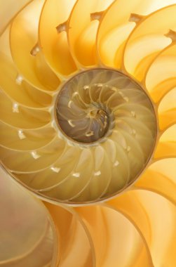 Nautilus kabuğu