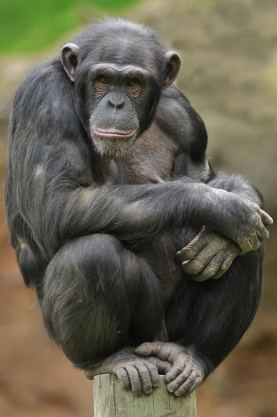 黑猩猩肖像 — 图库照片