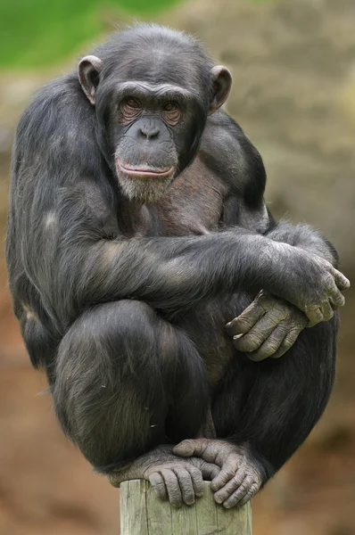 Retrato de chimpancé — Foto de Stock