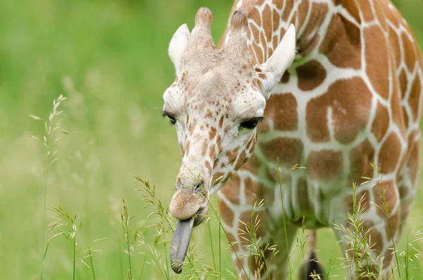 Giraff reticulado — Fotografia de Stock