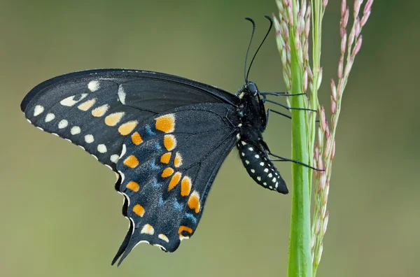 Zwarte Papilionidae vlinder — Stockfoto