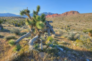 Kızıl Kaya Kanyonu