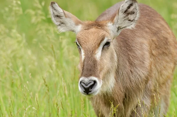 Waterbuck fêmea — Fotografia de Stock