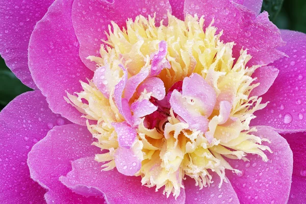 Peonia con gocce di pioggia — Foto Stock