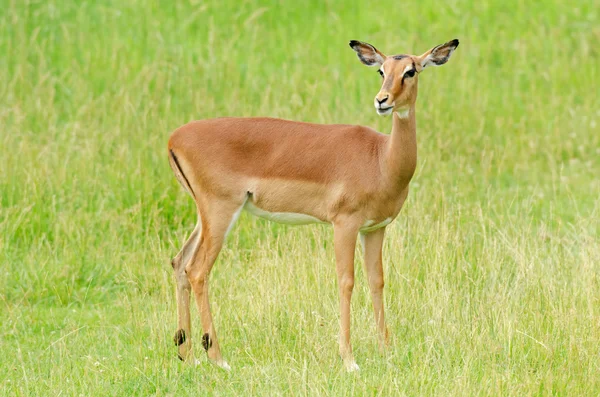 Female Impala Portrait — Stock Photo, Image
