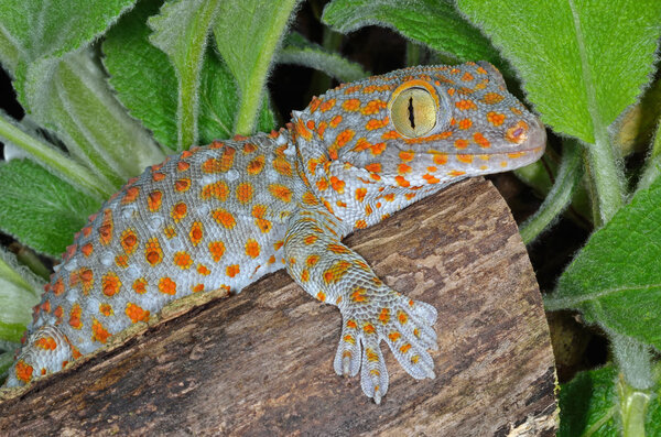 Tokay Gecko Gekko