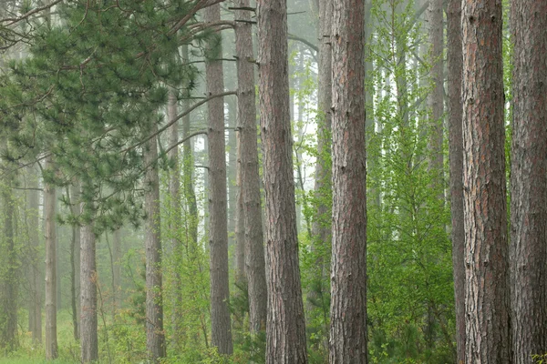 Spring Forest in Fog — Stock Photo, Image