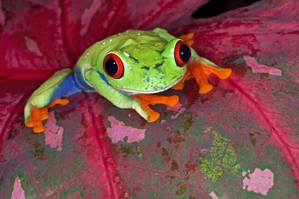 Sapo-de-olhos-vermelhos — Fotografia de Stock