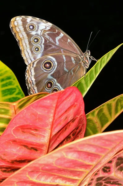 Gemeenschappelijke blauwe morpho vlinder — Stockfoto