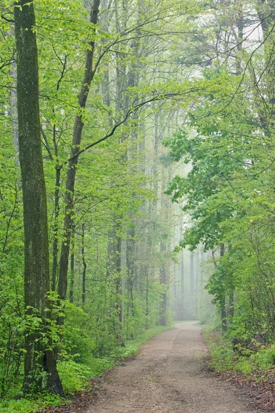 Sendero a través del bosque de primavera —  Fotos de Stock