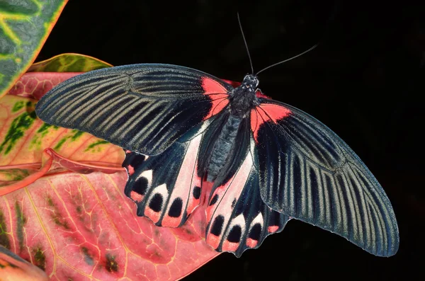 Mariposa mormona escarlata —  Fotos de Stock