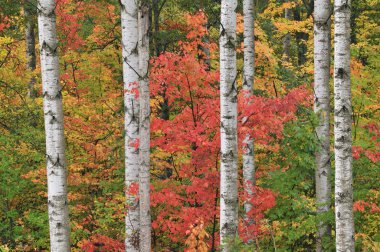 sonbahar maples ve aspens