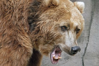 Growling, Grizzly Bear clipart