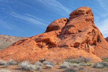 Bighorn koyun, valley of fire
