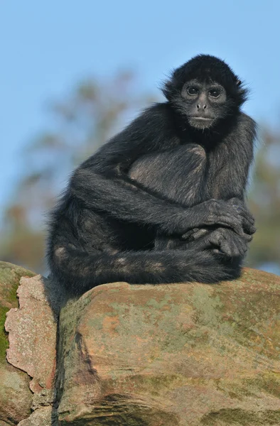 Kolumbijská spider monkey — Stock fotografie