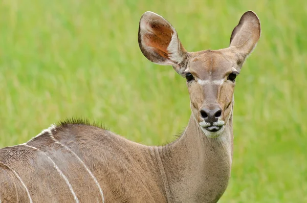 Fêmea maior kudu — Fotografia de Stock