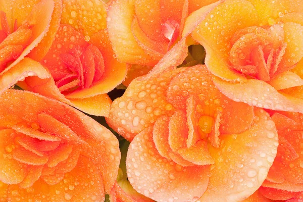 Narancssárga begónia az esőcseppek — Stock Fotó