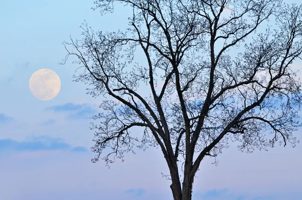 Luna piena e albero nudo — Foto Stock