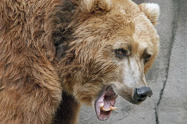 Vrčení, medvěd grizzly Stock Obrázky